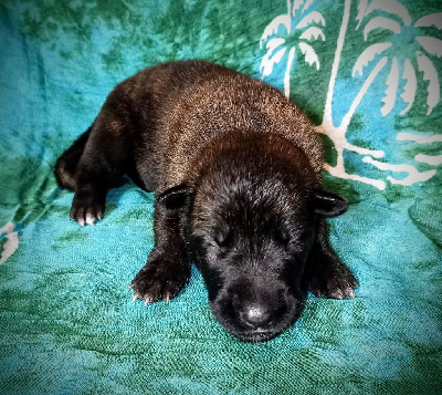 CHIOT 6