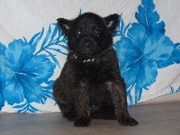 CHIOT