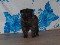 CHIOT