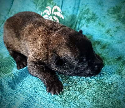 CHIOT 7