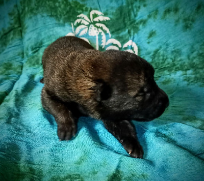 CHIOT 2