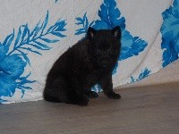 CHIOT