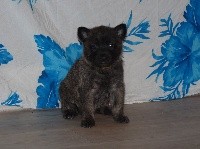 CHIOT