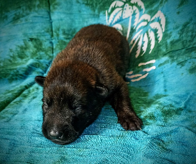 CHIOT 4