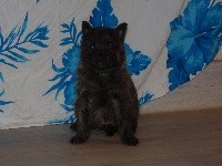 CHIOT