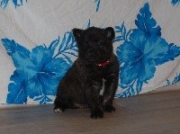 CHIOT