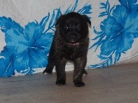 CHIOT